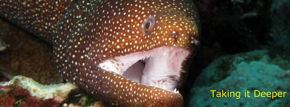 slideshow 3