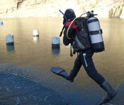 Duiker springt te water